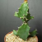 4" Pot EUPHORBIA TORTILIS African Milk Tree (Rare spilralis plant exotic succulent)