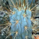 50 SEEDS Browningia Hertlingiana OJO (Blue cactus azureocereus hertiglianus seed)