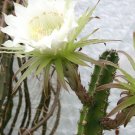 15 SEEDS Harrisia Jusbertii (Night blooming cereus rare Eriocereus cactus seed)