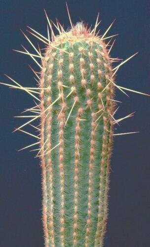 100 Seeds Espostoa Mirabilis (Rare cactus plant flowering succulent cacti see)
