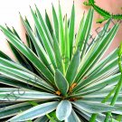 50 SEEDS RARE AGAVE ANGUSTIFOLIA VARIEGATED (Exotic succulent cactus seed plant) 50 SEEDS RARE AGAVE ANGUSTIFOLIA VARIEGATED (Exotic succulent cactus seed plant)