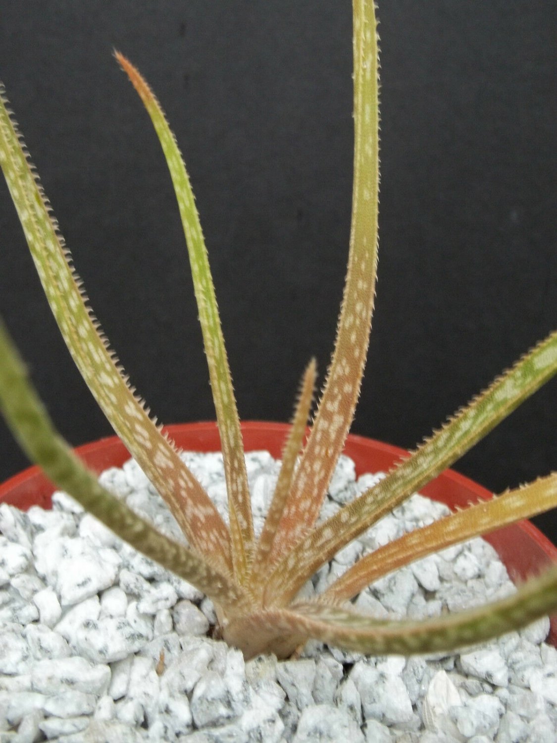 4" POT ALOE BELLATULA (Rare madagascar succulent plant cactus africa bonsai miniature)