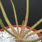 4" POT ALOE BELLATULA (Rare madagascar succulent plant cactus africa bonsai miniature)