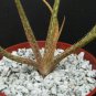 4" POT ALOE BELLATULA (Rare madagascar succulent plant cactus africa bonsai miniature)