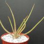4" POT ALOE BELLATULA (Rare madagascar succulent plant cactus africa bonsai miniature)