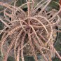 4" POT ALOE BELLATULA (Rare madagascar succulent plant cactus africa bonsai miniature)