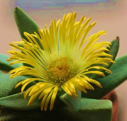 20 SEEDS Pleiospilos Compactusrare Mesemb Mesembs Rock Living Stones