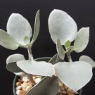 4" Pot Kalanchoe Hildebrandtii (Rare succulent plantSilver Teaspoons exotic spoon)