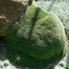4" Pot Abromeitiella Brevifolia (Rare succulent ground cover plant huge cluster cactus)