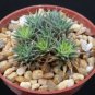4" Pot Abromeitiella Brevifolia (Rare succulent ground cover plant huge cluster cactus)