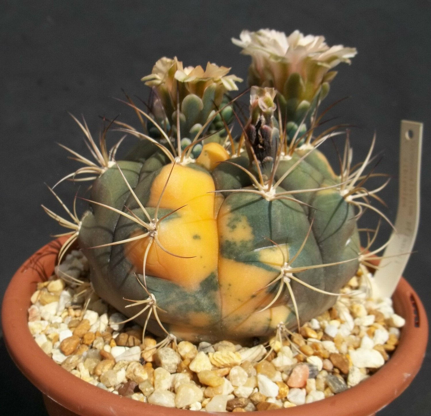 100 SEEDS GYMNOCALYCIUM PFLANZII ALBIPULPAVARIEGATED Rare Cactus Cacti