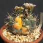 100 SEEDS GYMNOCALYCIUM PFLANZII ALBIPULPAVARIEGATED Rare Cactus Cacti