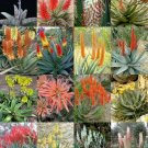 10 SEEDS FLOWERING ALOE MIX (Exotic cultivar color cacti rare cactus aloes seed)