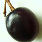 5 SEED COCOPLUM FRUIT Chrysobalanus (Icaco sweet exotic tropical plum edible seed)