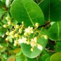 5 SEED COCOPLUM FRUIT Chrysobalanus (Icaco sweet exotic tropical plum edible seed)