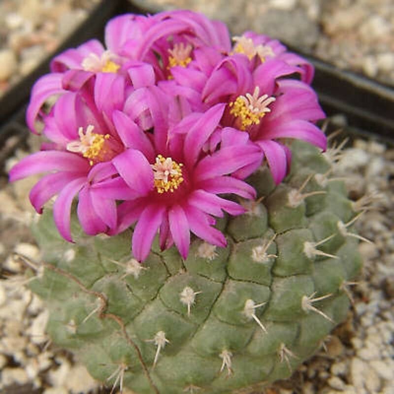 30 SEEDS Strombocactus Esperanzae (Rare cactus seed)