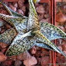 10 SEEDS RARE ALOE DELTOIDEODONTA (Exotic color hybrid succulent agave cacti seed)