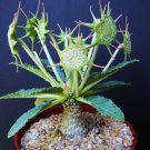 50 SEEDS DORSTENIA HORWOODII (Rare caudex exotic africa caudiciform bonsai seed)