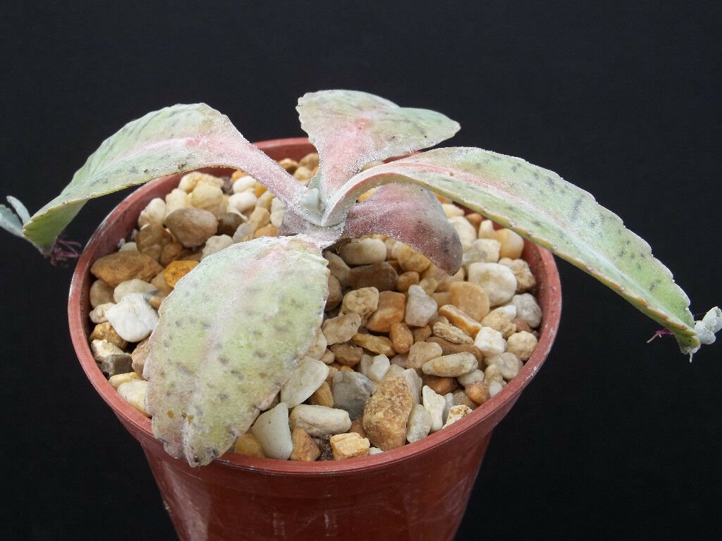 4" Pot Kalanchoe Gastonis (Donkey ear rare rock garden succulent plant cactus cacti)