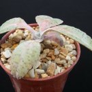 4" Pot Kalanchoe Gastonis (Donkey ear rare rock garden succulent plant cactus cacti) 4" Pot Kalanchoe Gastonis (Donkey ear rare rock garden succulent plant cactus cacti)