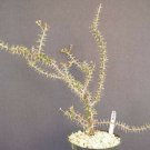 6" Pot Euphorbia Guillemetii (Hybrid rare succulent outdoor garden landscaping plant) 6" Pot Euphorbia Guillemetii (Hybrid rare succulent outdoor garden landscaping plant)