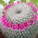 20 SEEDS MAMMILLARIA HAHNIANA (Old lady cactus exotic rare plant seed)