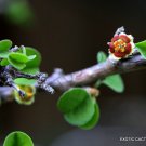 5 SEEDS RARE EUPHORBIA MISERA (Cliff spurge exotic pre bonsai cactus cacti seed)