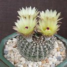 50 SEEDS Notocactus Veenianus (Exotic globular parodia rare desert cactus cacti)