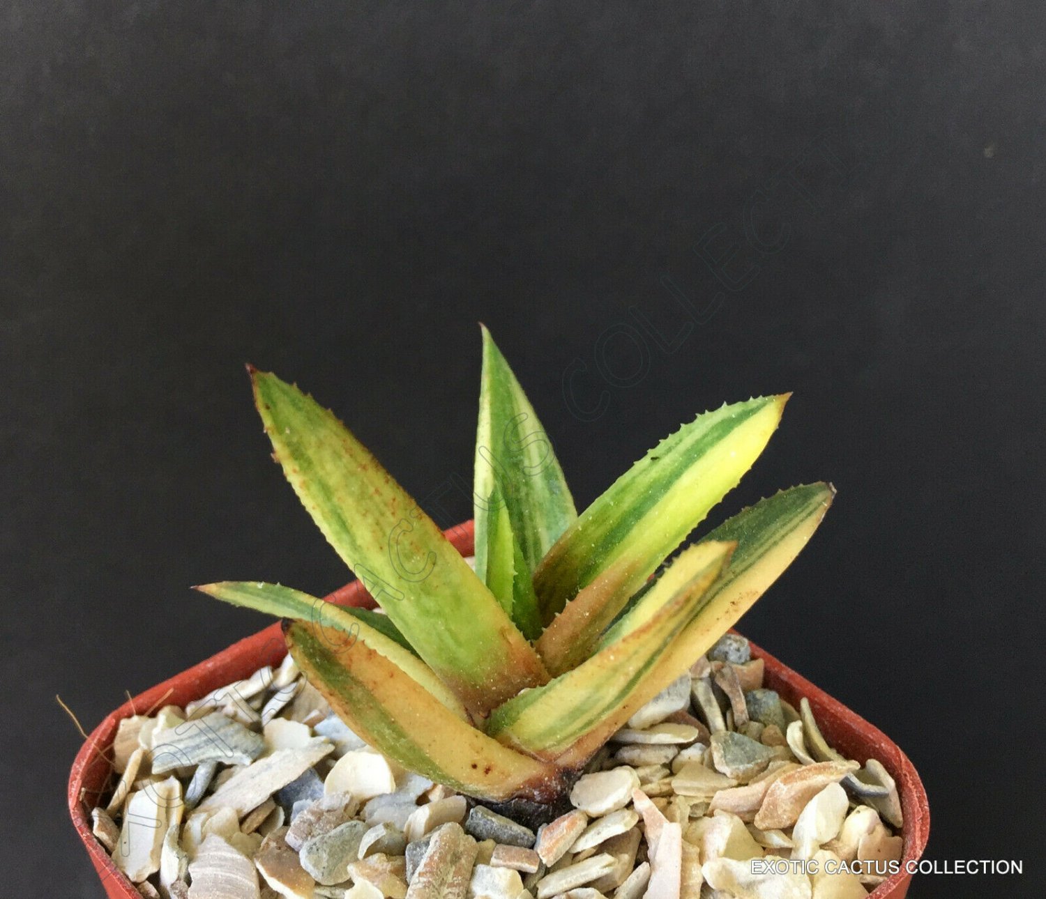 2" POT GASTERALOE HELEN HAAGE VARIEGATED (Rare aloe gasteria succulen plant)