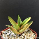 2" POT GASTERALOE HELEN HAAGE VARIEGATED (Rare aloe gasteria succulen plant)