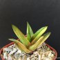 2" POT GASTERALOE HELEN HAAGE VARIEGATED (Rare aloe gasteria succulen plant)