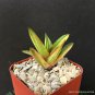 2" POT GASTERALOE HELEN HAAGE VARIEGATED (Rare aloe gasteria succulen plant)