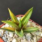 2" POT GASTERALOE HELEN HAAGE VARIEGATED (Rare aloe gasteria succulen plant)