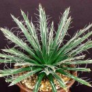 15 SEEDS AGAVE TOUMEYANA (Bella sunflower aloe exotic succulent rare cactus seed)