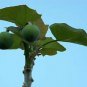 15 Seeds BARBADOS NUT (Exotic desert Jatropha curca rare succulent biodiesel seed)
