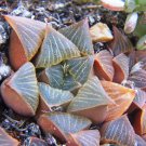 10 Seeds HAWORTHIA MUTICA NIGRA (Exotic rare succulent bonsai cactus cacti aloe)
