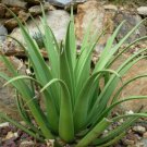 15 SEEDS Agave Bracteosa CANDELABRUM (Hardy exotic succulent aloe rare seed)