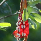 25 Seeds Capparis cynophallophora JAMAICAN CAPER (Fruit florida native berry seed)