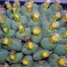 15 SEEDS Conophytum Quaesitum (Exotic cactus rare living stones mesemb cacti seed)
