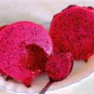 100 Seeds Dragon Fruit RED Pitaya (Exotic plant cactus hilocereus undatus seed)