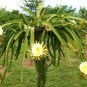 100 Seeds Dragon Fruit RED Pitaya (Exotic plant cactus hilocereus undatus seed)