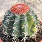 20 SEEDS Melocactus Salvadorensis (Variegated seed cacti)