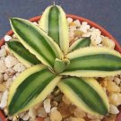 4" Plant Agave lophantha Quadricolor (Variegated exotic rare succulent plant cactus)