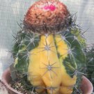 20 SEEDS Melocactus Neryi (Variegated seed cacti cactus)