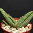 4" Pot ALOE ZEBRINA (Exotic south africa rare succulent plant cactus cacti hybrid)