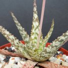 4" Plant Aloe cultivar Lizard Lips (Exotic hybrid rare color succulent cacti plant)