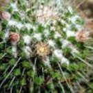 100 SEEDS Mammillaria Nejapensis (Flowering cacti rare globular spiny cactus seed)