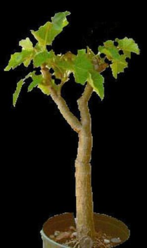 50 Seeds Jatropha Curcas (Biodisel green fuel rare succulent plant semi seed)