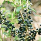 50 SEEDS Forestiera Segregata Florida Privet Swampprivet (Rare native berry seed)