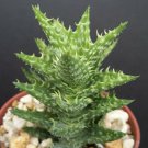 4" Pot ALOE JUVENNA (Exotic rare succulent cacti indoor outdoor plant agave cactus)